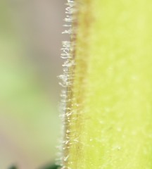 Descurainia sophioides