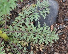 Descurainia sophioides