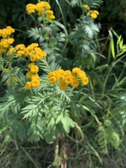 Tanacetum vulgare
