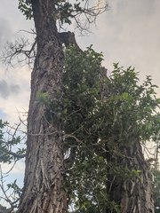Populus × acuminata