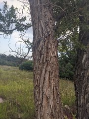 Populus × acuminata