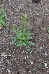 Descurainia sophioides