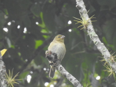 Sporophila frontalis
