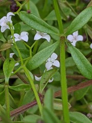 Galium palustre