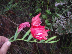 Gladiolus sempervirens