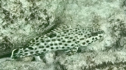 Rock Hind