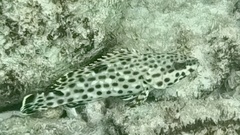 Epinephelus adscensionis