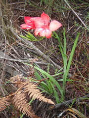 Gladiolus sempervirens
