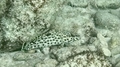 Epinephelus adscensionis