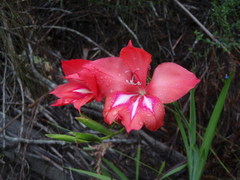 Gladiolus sempervirens