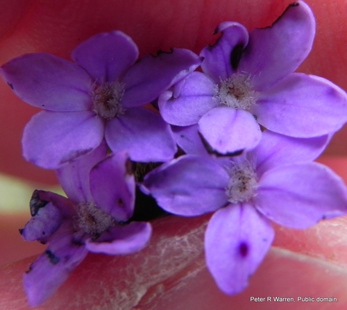 Buchnera simplex (Buchnera simplex)