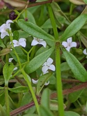 Galium palustre