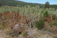 Schistostephium umbellatum