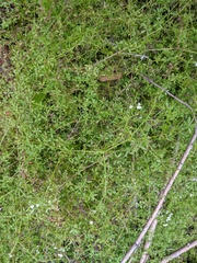 Galium palustre