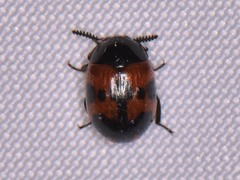 Diaperis nigronotata