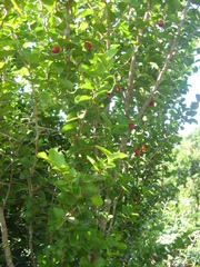 Dovyalis rhamnoides
