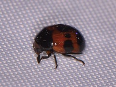 Diaperis nigronotata