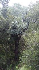 Cussonia paniculata sinuata