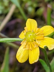 Ranunculus flammula