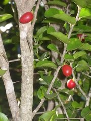 Dovyalis rhamnoides