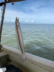 Guayana Pike-Conger photo 1