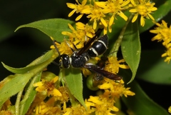 Euodynerus schwarzi