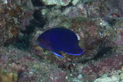 Centropyge fisheri