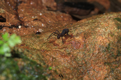 Acromyrmex volcanus
