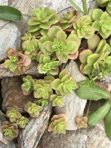 Photo of Phedimus stellatus (L.) Raf.