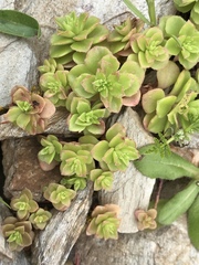 Phedimus stellatus