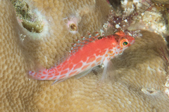 Cirrhitichthys oxycephalus