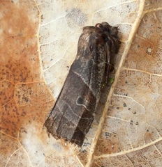 Eupsilia devia