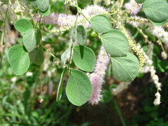 Mimosa spirocarpa