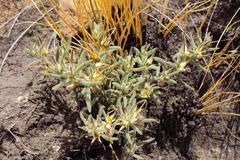 Brachystelma circinatum