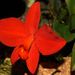 Cattleya mantiqueirae - Photo (c) Orchi, alguns direitos reservados (CC BY-SA)