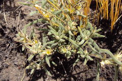 Brachystelma circinatum
