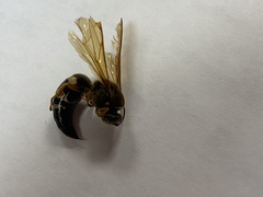 Sphecius speciosus