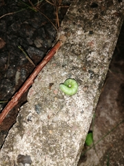 Cimbex femoratus