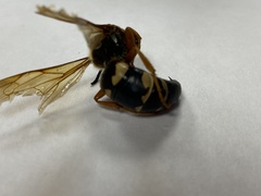 Sphecius speciosus