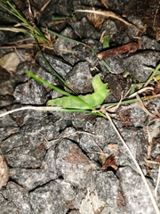 Cimbex femoratus