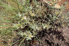 Brachystelma circinatum