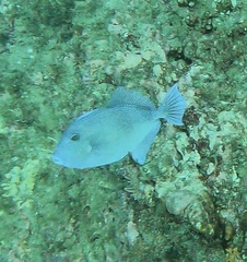 Balistes polylepis