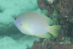 Pomacentrus amboinensis