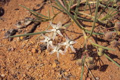 Asclepias stellifera