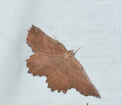 Euchlaena johnsonaria