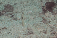 Heteroconger hassi