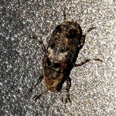 Euparius