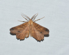 Euchlaena johnsonaria