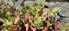 Patellifolia procumbens image