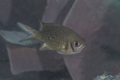 Chromis weberi